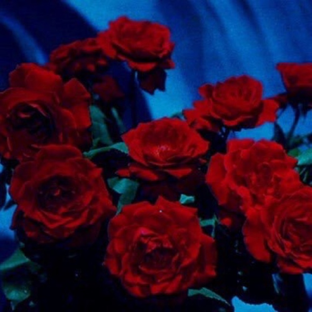 Meet your Posher, Cora